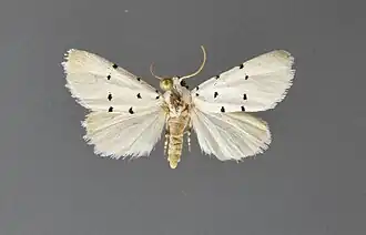 Grotella septempunctata