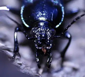 Calosoma externum