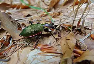 Carabus olympiae