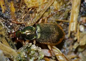 Geelrandfluweelloper