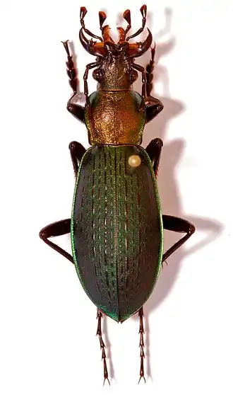Carabus jankowskii