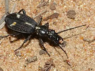 Cypholoba graphipteroides
