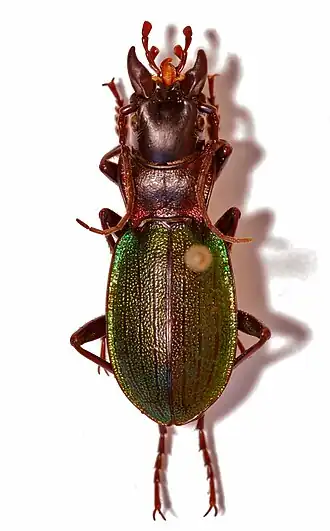 Carabus auriculatus
