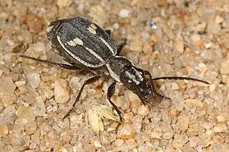 Graphipterus tristis