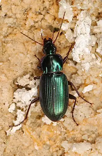 Poecilus diplophryus
