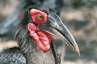 Zuidelijke hoornraaf