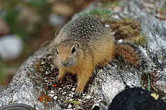 Langstaartgrondeekhoorn