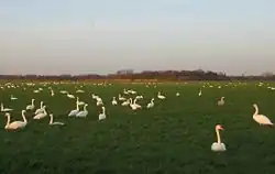 Groep met diverse soorten zwanen