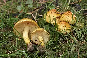 Spitsschubbige bundelzwam