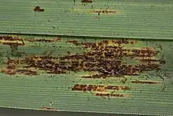 Uredinia (onder) en telia (boven)