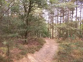 Een pad in het bos