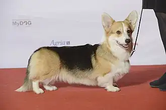 Welsh corgi Pembroke