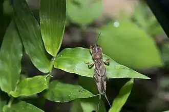Gryllotalpa formosana