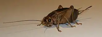 Gryllus assimilis