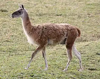 Guanaco
