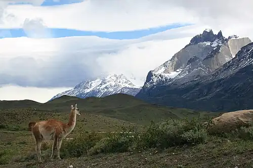 Guanaco met de Cuernos del Paine op de achtergrond