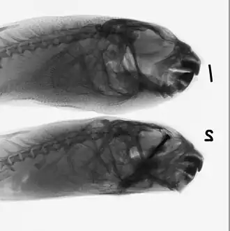 Guentheridia formosa