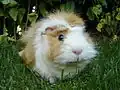 Huiscavia (Cavia porcellus)