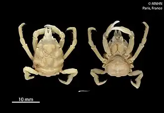 Guinotinia lehouarnoi