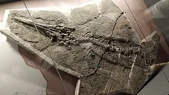 Guizhouichthyosaurus