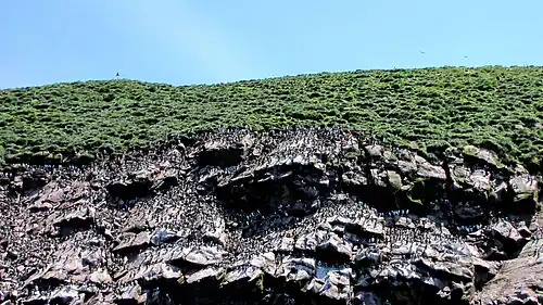 Zicht op de vogelkolonies van Gull Island