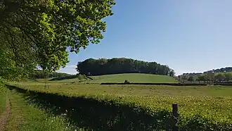 het bos op de kop gezien vanuit het noorden