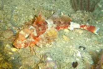 Chelidonichthys capensis