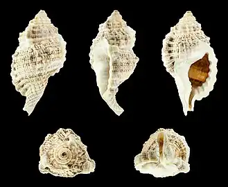 Gutturnium muricinum