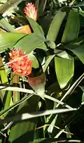 Guzmania osyana