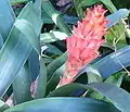 Guzmania osyana