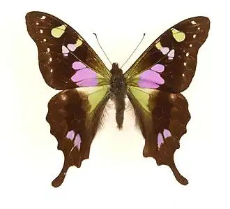 Graphium weiskei