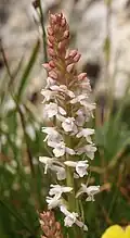 Welriekende muggenorchis