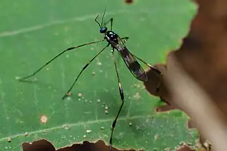 Gymnastes (Paragymnastes) flavitibia