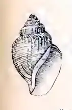 Gymnobela aquilarum