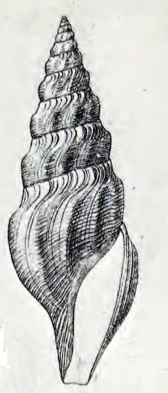 Gymnobela atypha
