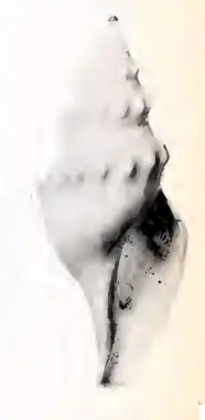 Gymnobela fulvotincta