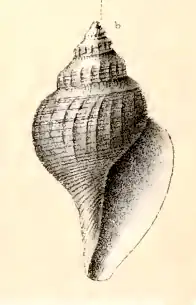 Gymnobela phyxanor