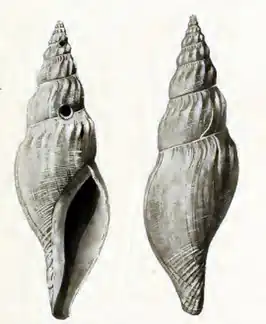 Gymnobela sibogae