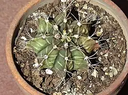 Gymnocalycium mihanovichii