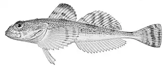 Gymnocanthus detrisus