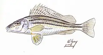 Gymnocephalus schraetser
