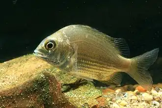 Gymnocranius griseus