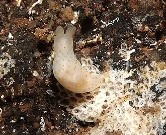 Gymnodoris alba