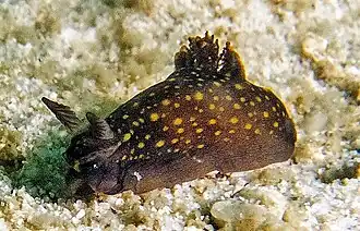 Gymnodoris nigricolor