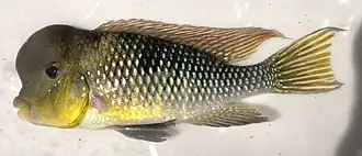 Gymnogeophagus labiatus