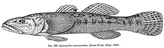 Gymnogobius macrognathos