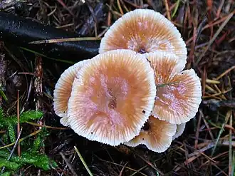Micromphale brassicolens