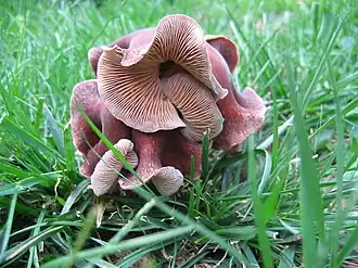 Compostcollybia