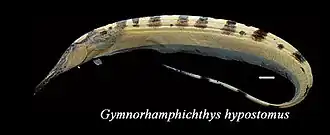 Gymnorhamphichthys hypostomus