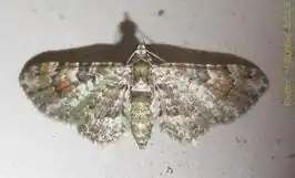 Gymnoscelis rousseli